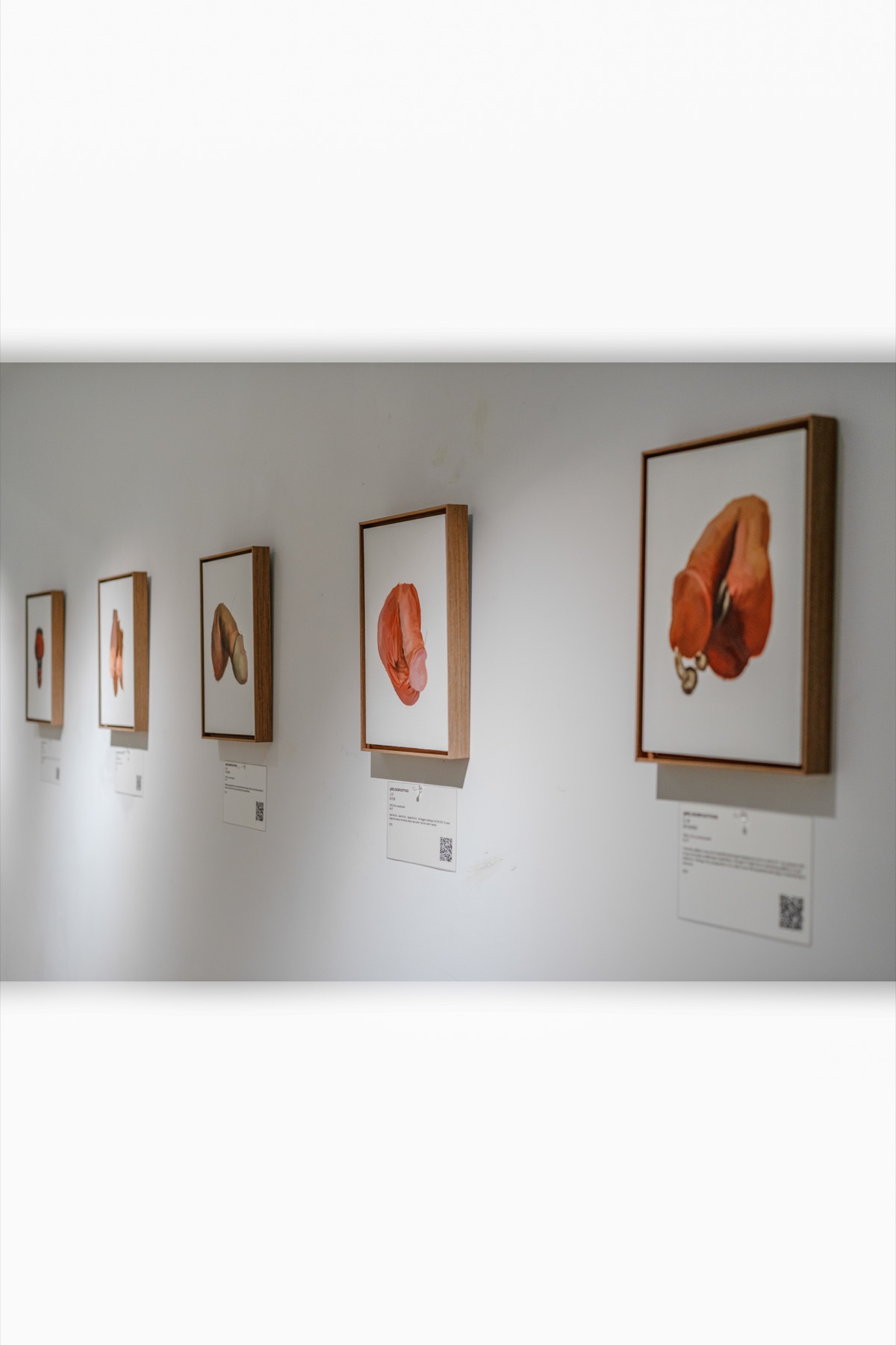 A row of framed paintings and story cards recedes along a white wall.